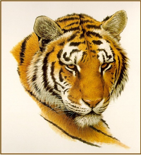 Гай Кохелич. Голова бенгальского тигра
