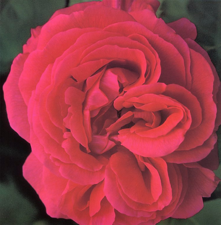 Клей Перри. Красная роза