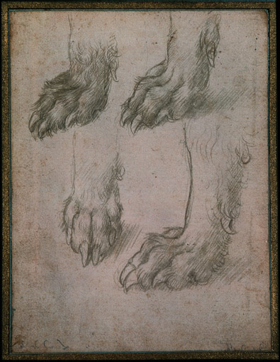 Леонардо да Винчи. Зарисовки лап собаки и волка
