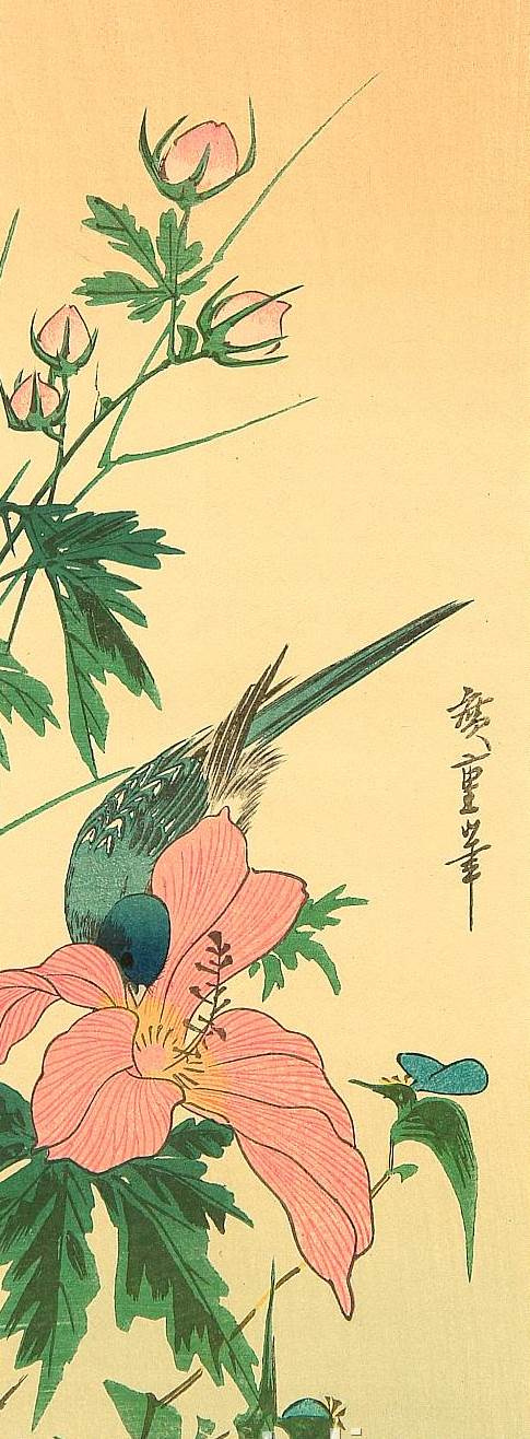 Утагава Хиросигэ. Голубая птица, пьющая из бутона китайского гибискуса