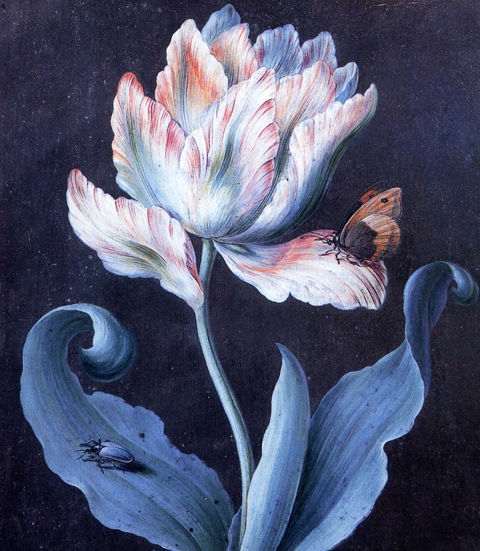 Барбара Дойч. Попугаевидный тюльпан, бабочка и скарабей