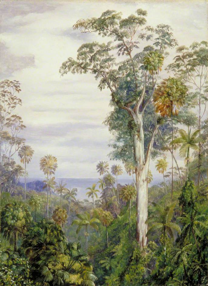 Марианна Норт. Пейзаж с белым каучуком и пальмами, Новый Южный Уэльс