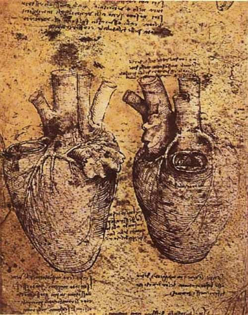 Леонардо да Винчи. Сердце и его сосуды
