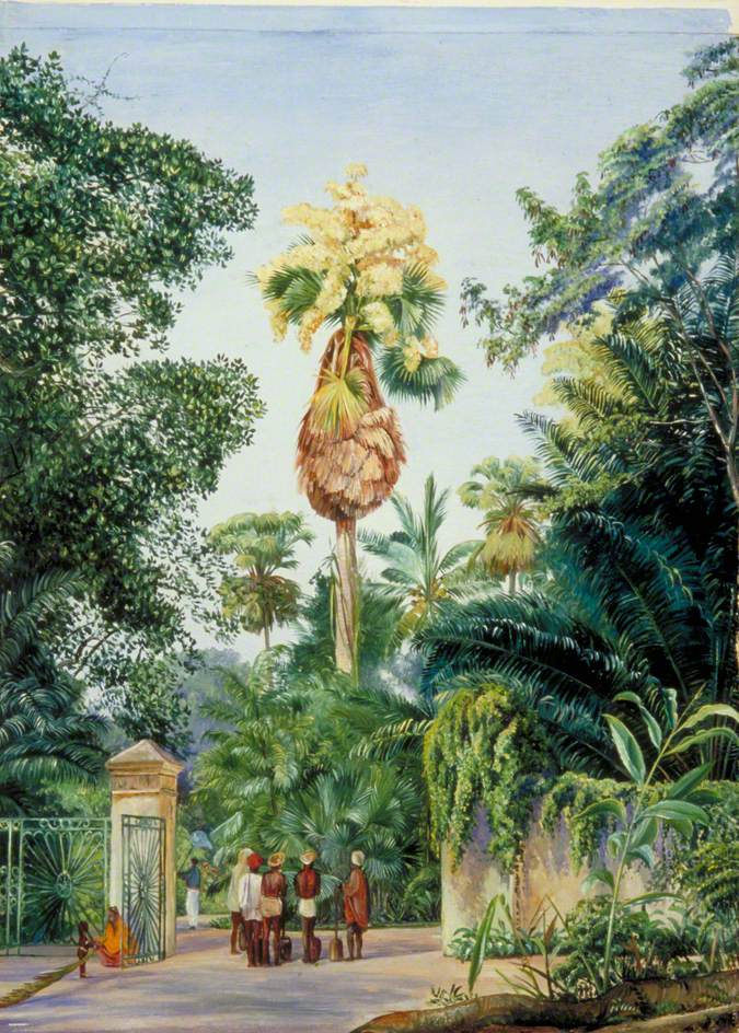 Марианна Норт. Талипотовая пальма (корифа золотоносная) в ботаническом саду Перадении, Цейлон