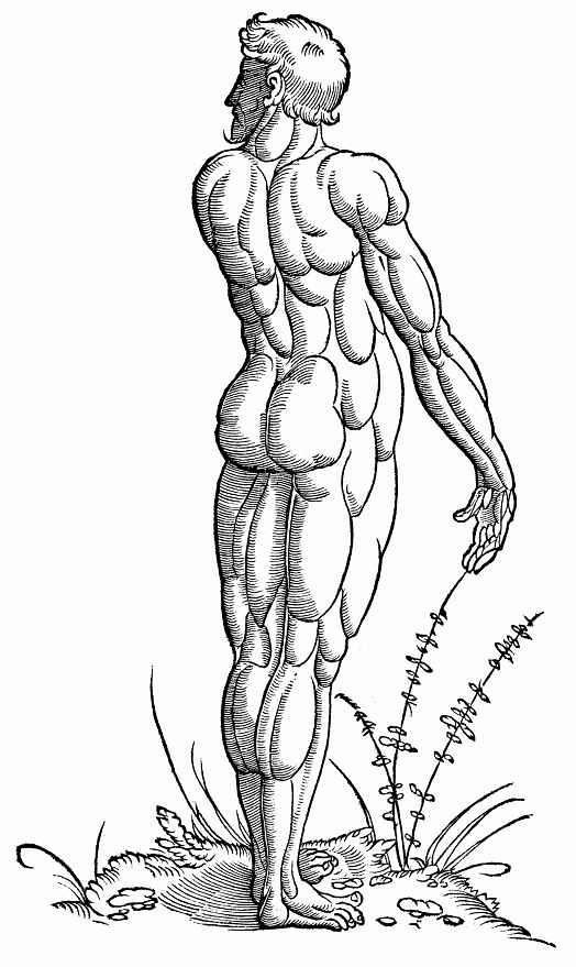 Ханс Бальдунг. Иллюстрация к "Анатомии" Вальтера Херманна Риффа, Расположение мышц спины у стоящего мужчины