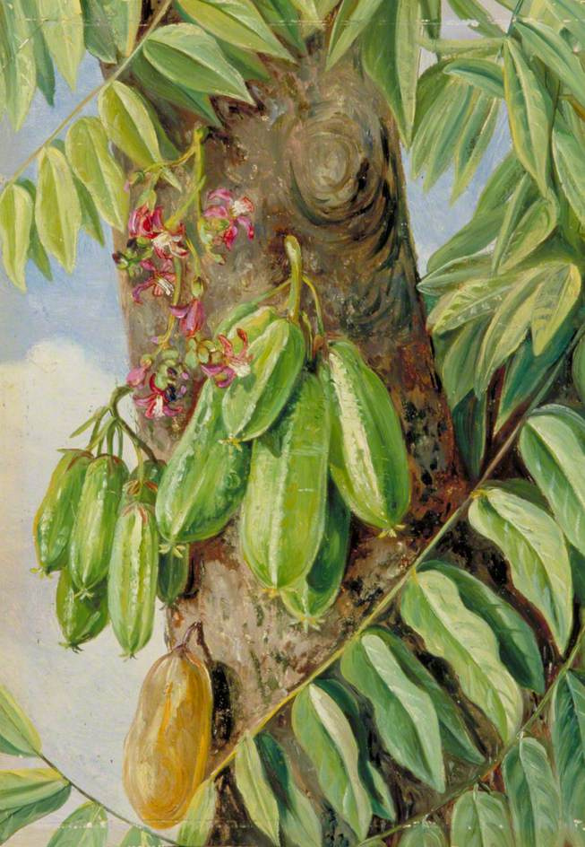 Марианна Норт. Билимби, или Огуречное дерево. Ямайка