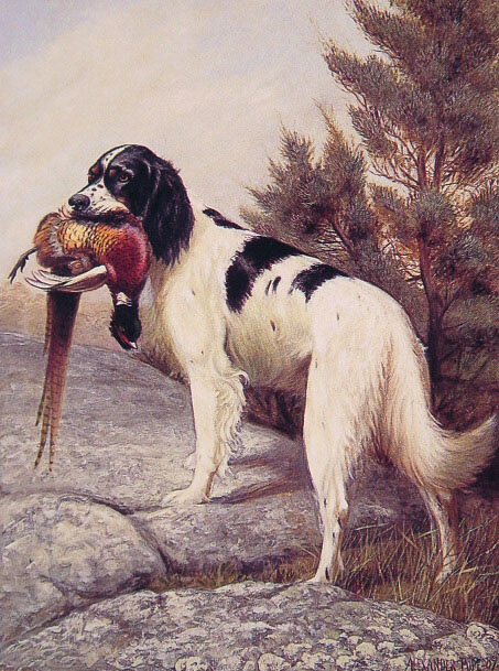 Александр Поп. Охотничья собака с фазаном