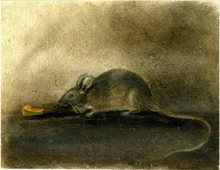 Мышь с куском сыра