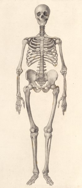 Скелет человека: иллюстрации