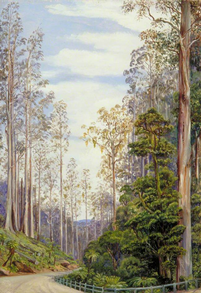 Марианна Норт. Дорога через лес, Ферншо, Виктория, Австралия