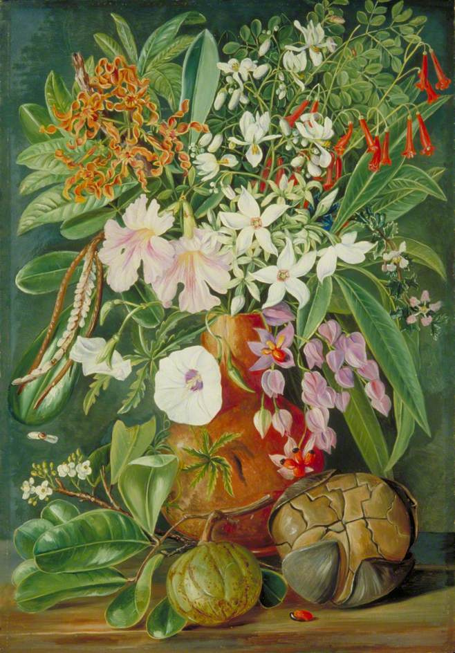 Марианна Норт. Собрание диких и культивируемых цветов и орех-головоломка, Маэ, Сейшельские острова
