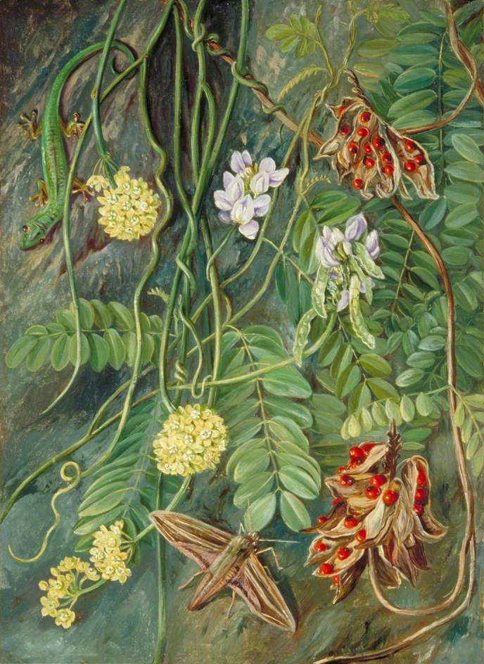 Марианна Норт. Мотылек и ящерица среди стелющихся растений, Сейшельские острова