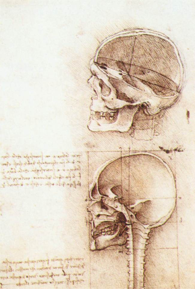 Леонардо да Винчи. Зарисовки человеческого черепа