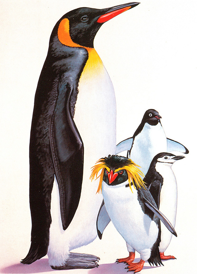 Ли Маклеод. Пингвины