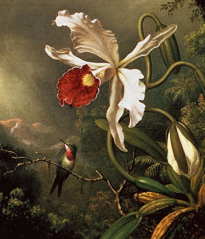 Колибри и белая орхидея