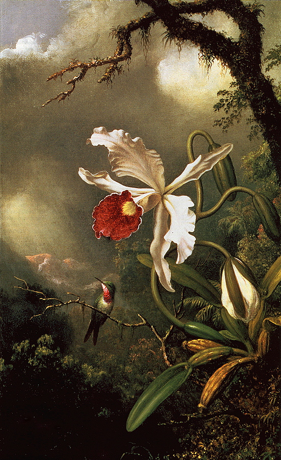 Мартин Джонсон Хед. Колибри и белая орхидея