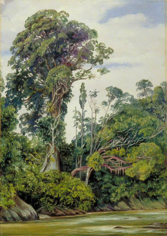 Марианна Норт. Деревья, оплетенные паразитирующими лианами, Саравак, Борнео