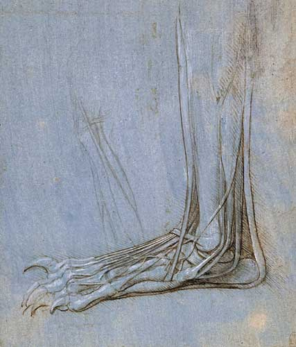 Леонардо да Винчи. Анатомия стопы