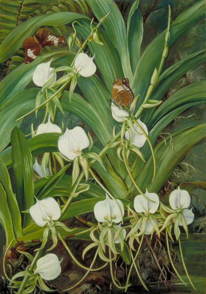 Марианна Норт. Дикая орхидея и бабочки, Маэ, Сейшельские острова