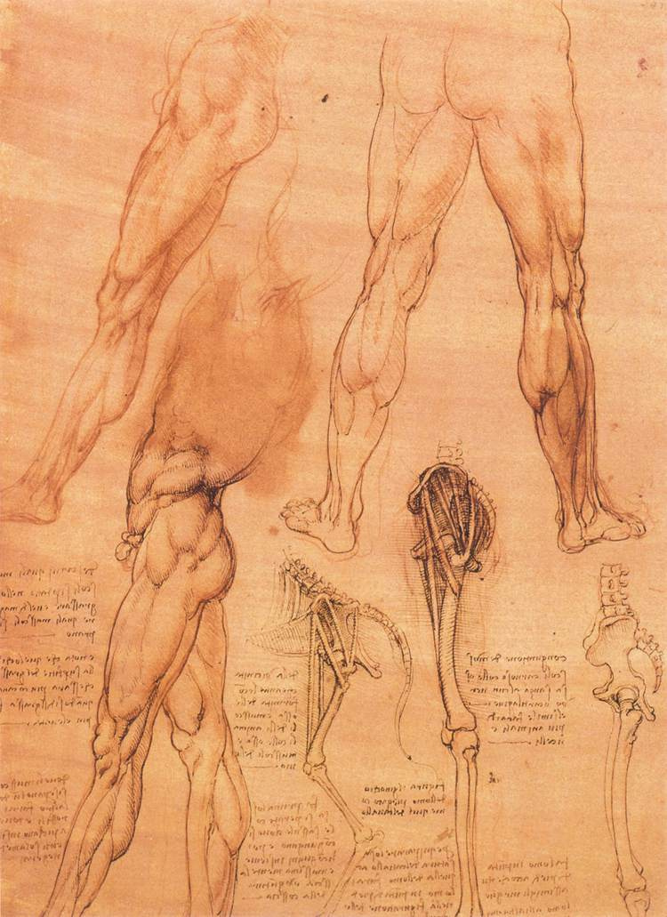 Леонардо да Винчи. Анатомические зарисовки ноги человека и ноги лошади