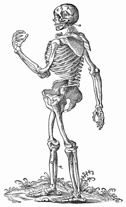 Ханс Бальдунг. Стоящий скелет, повернутый влево