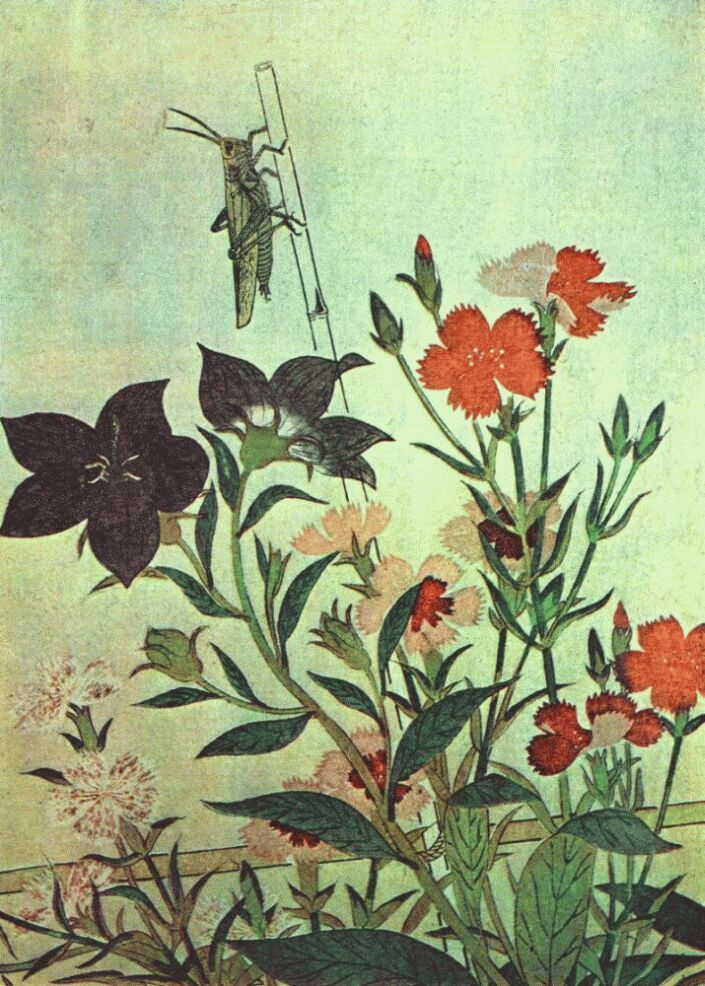 Китагава Утамаро. Рисовая саранча, красная стрекоза, гвоздики, китайские колокольчики