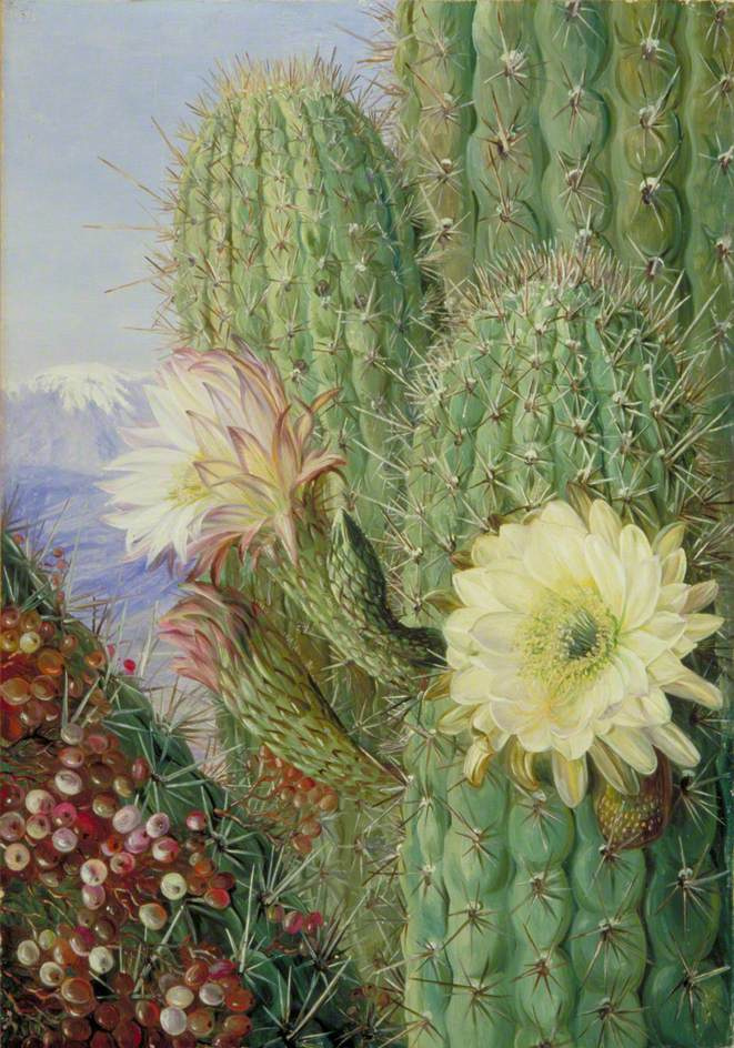 Марианна Норт. Чилийские кактусы: цветущий и изъеденный паразитами
