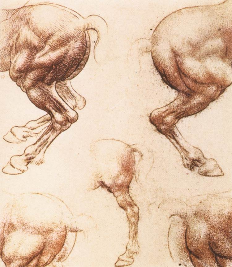 Леонардо да Винчи. Зарисовки лошадей