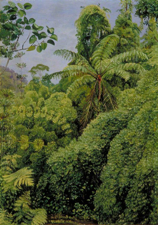 Марианна Норт. Папоротники и бамбук в лесу Гонго, Бразилия