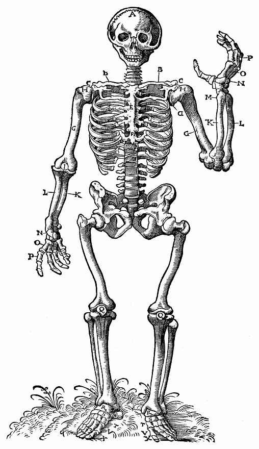 Ханс Бальдунг. Стоящий скелет — вид спереди