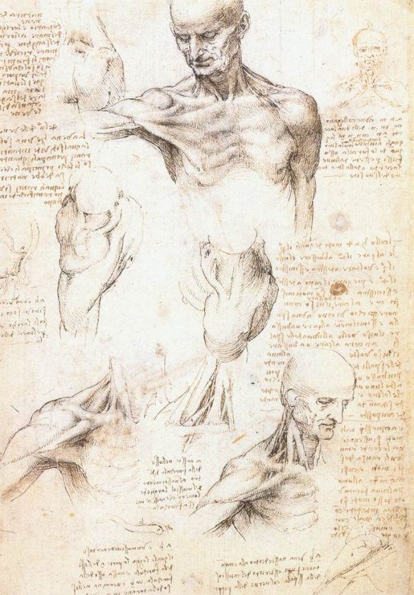 Леонардо да Винчи. Анатомические зарисовки плеча мужчины
