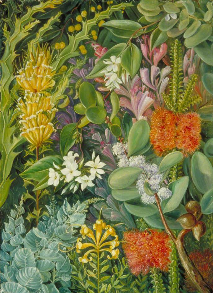Марианна Норт. Собрание цветов Западной Австралии