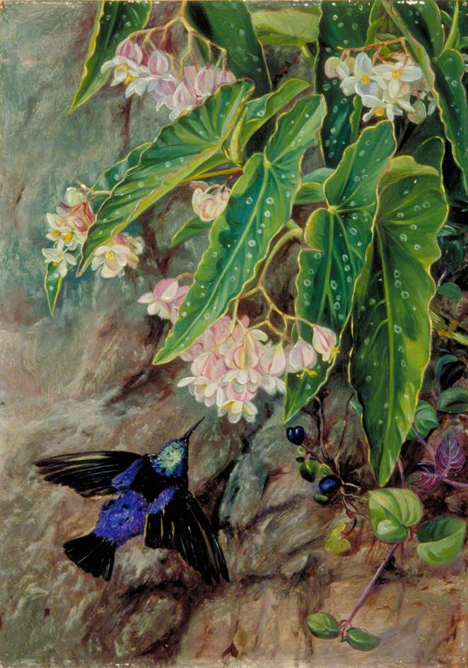 Марианна Норт. Бразильские цветы. Птица и бегония