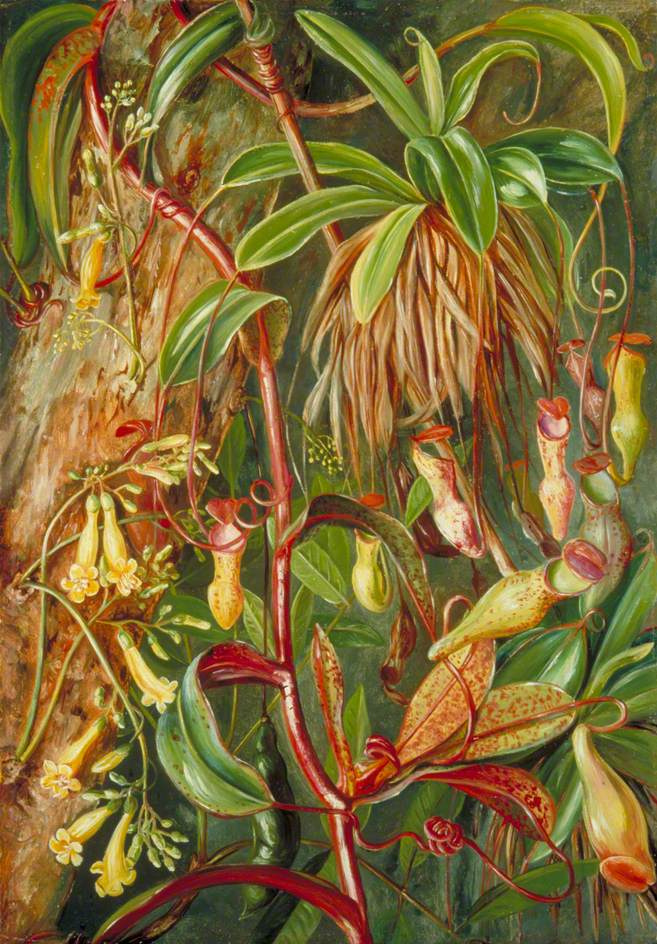 Марианна Норт. Кувшинчиковые растения, Сейшельские острова