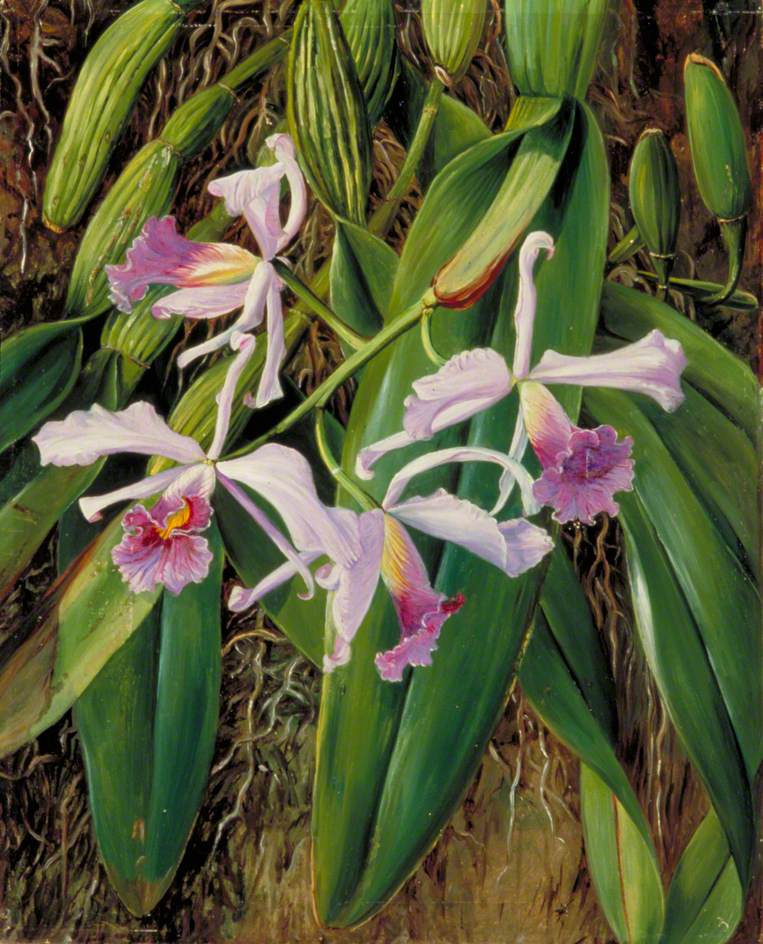 Марианна Норт. Бразильская орхидея