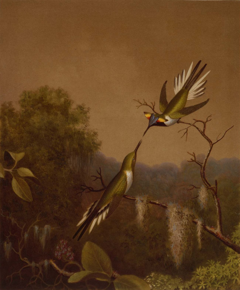 Мартин Джонсон Хед. Бразильские колибри