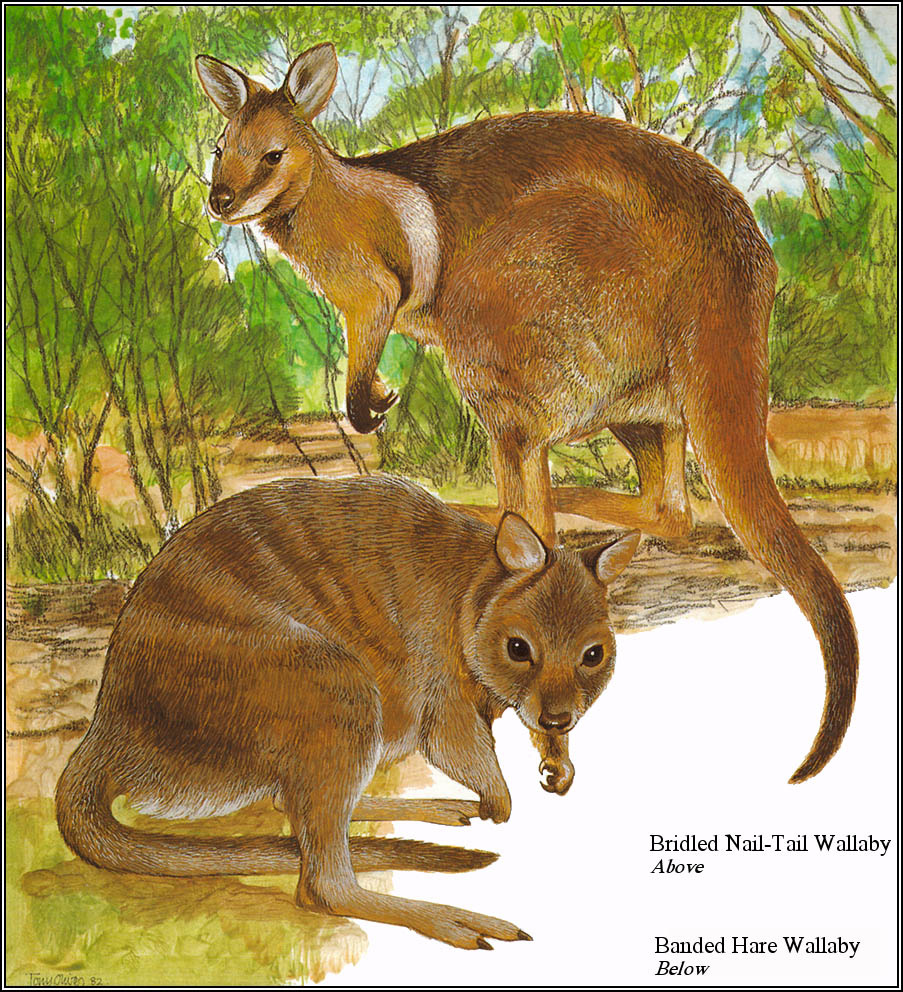Тони Оливер. Австралийские вымирающие виды 22