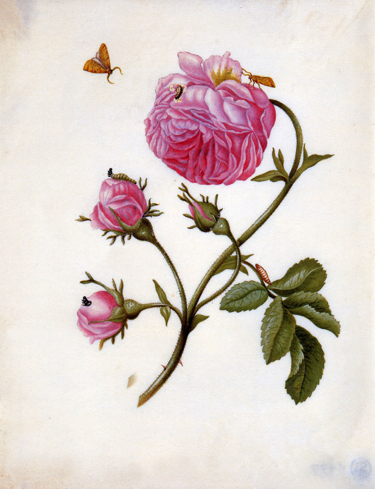 Мария Сибилла Мериан. Розы с бабочками