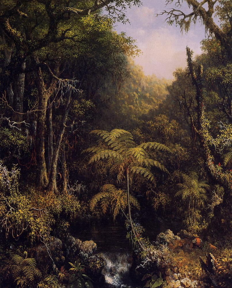 Мартин Джонсон Хед. Бразильский лес