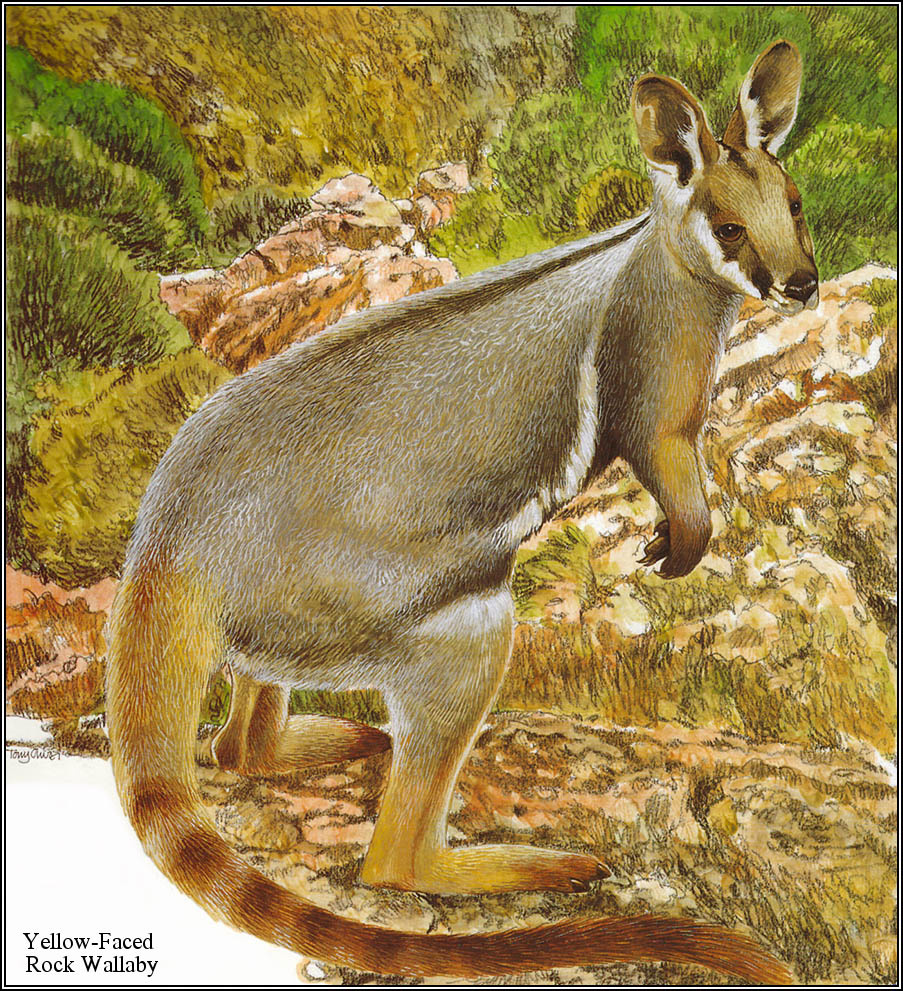 Тони Оливер. Австралийские вымирающие виды 21