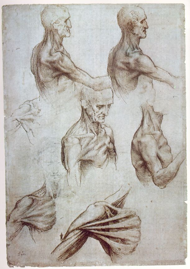 Леонардо да Винчи. Анатомические наброски шеи и плеч