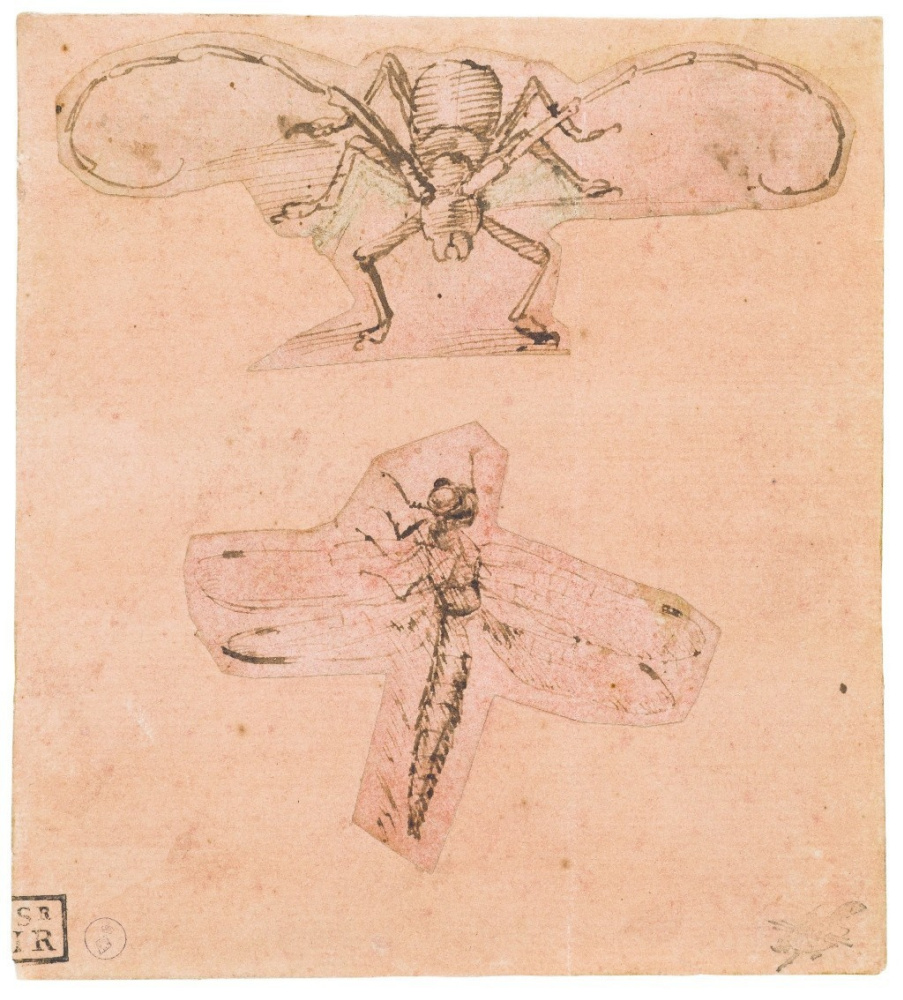 Леонардо да Винчи. Рисунок жука-усача и стрекозы