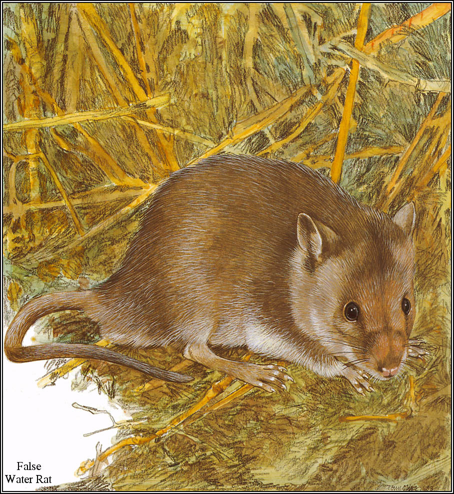 Тони Оливер. Австралийские вымирающие виды 16