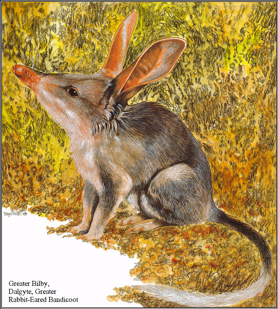 Тони Оливер. Австралийские вымирающие виды 23
