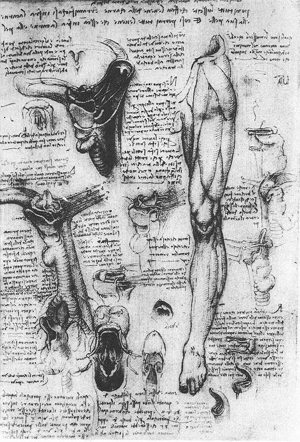 Леонардо да Винчи. Анатомические зарисовки (гортань и нога)