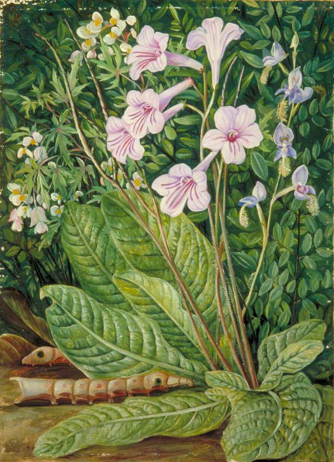 Марианна Норт. Южноафриканские цветы и змееголовые гусеницы