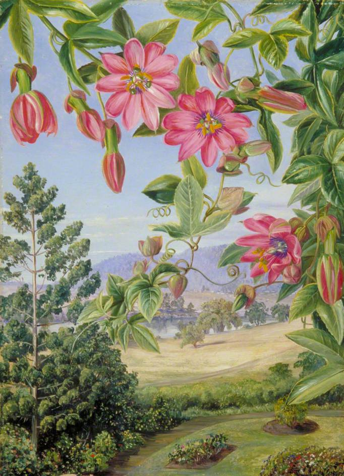 Марианна Норт. Цветы на фоне пейзажа в ботаническом саду Брисбена