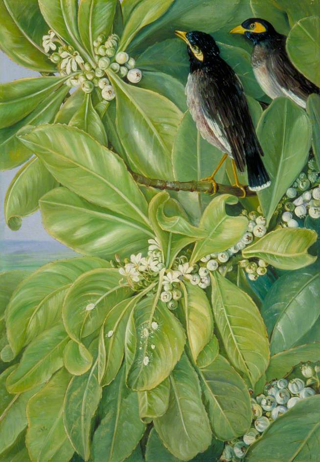 Марианна Норт. Ласточки-мартины на цветущем дереве, Сейшелы