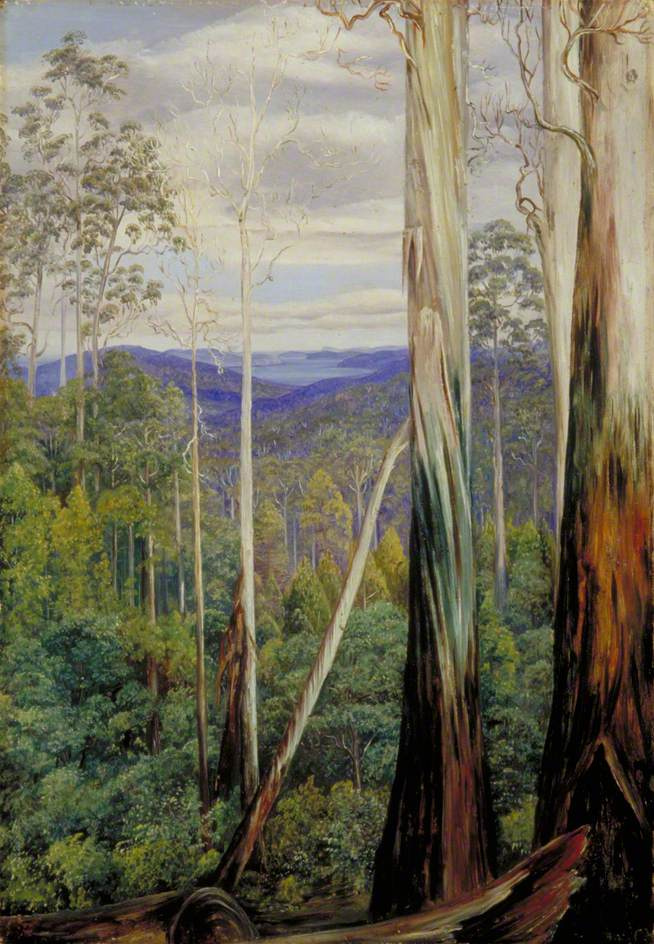 Марианна Норт. Голубые каучуковые деревья, серебряная акация и сассафрас над Юон-роад, Тасмания
