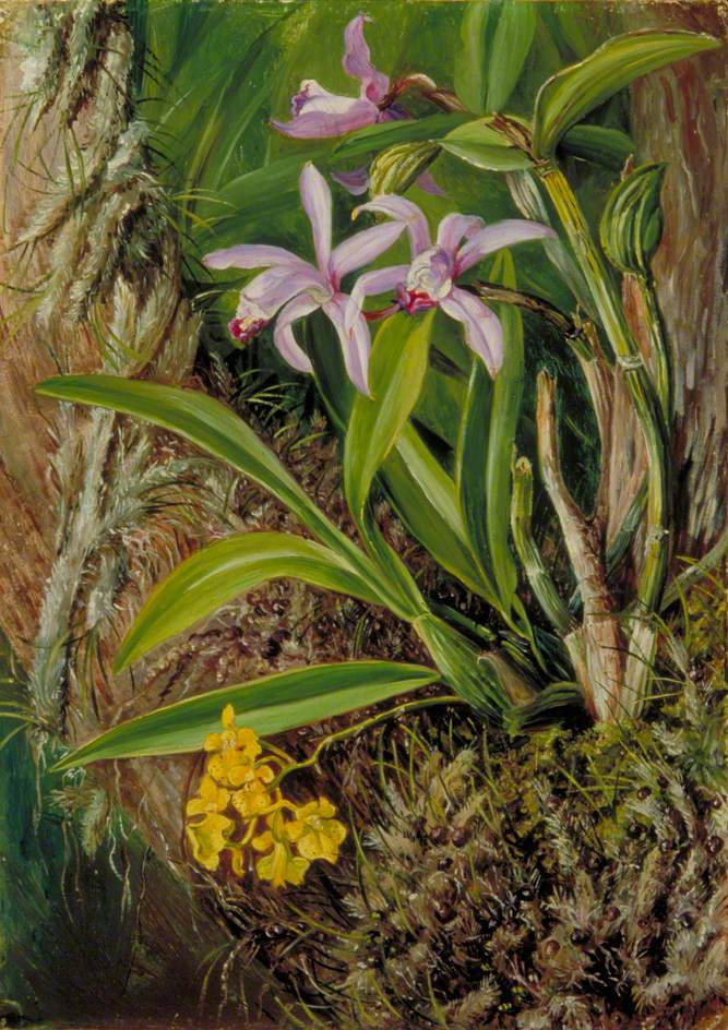 Марианна Норт. Бразильские орхидеи и другие эпифиты